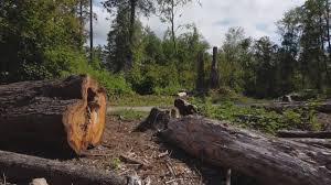 How Our Tree Care Process Works  in  Winchester, IL