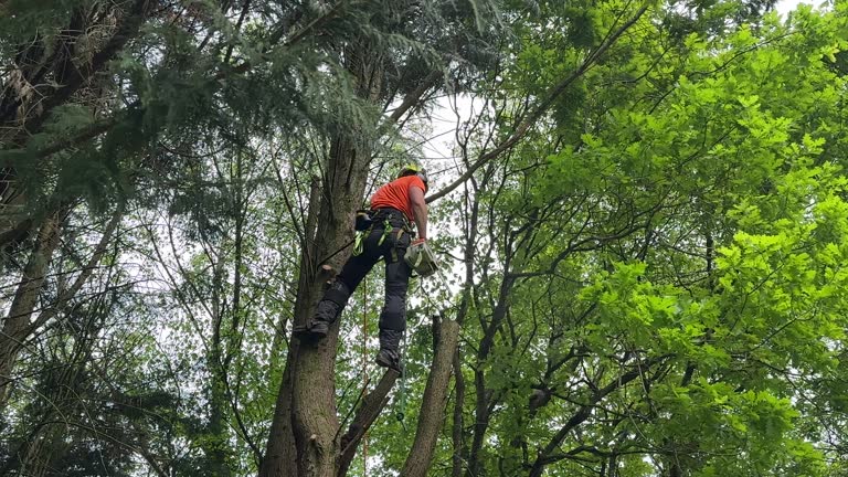 Best Fruit Tree Pruning  in Winchester, IL