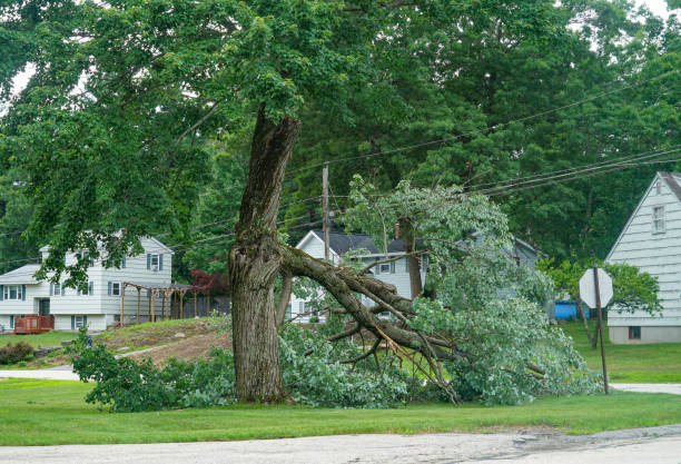 Best Leaf Removal  in Winchester, IL