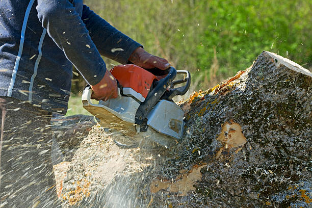 Best Firewood Processing and Delivery  in Winchester, IL